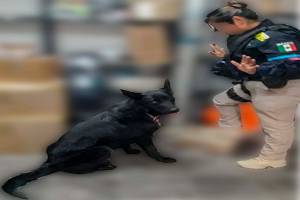 Binomio Canino de la SSC detecta paquete con droga en la CAPU