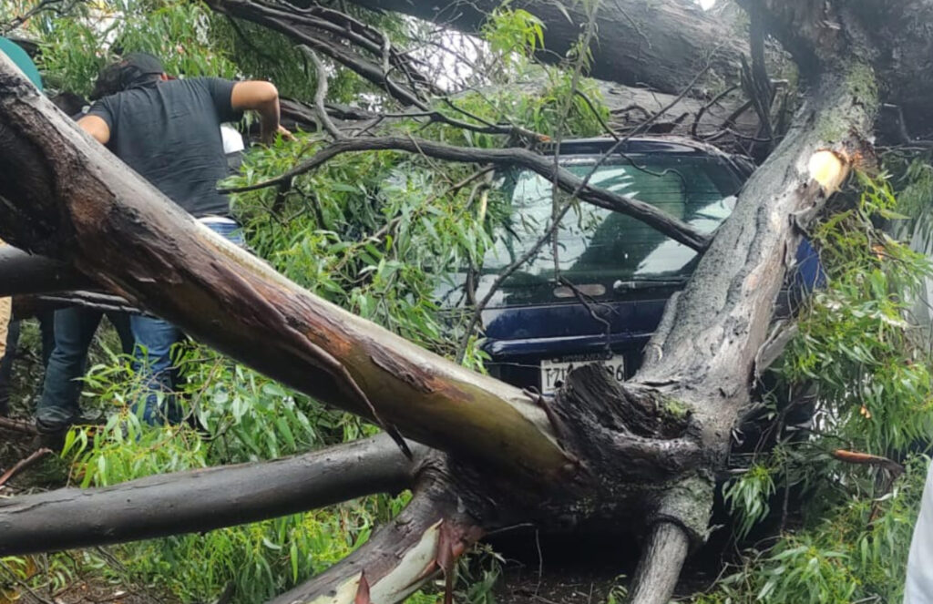 foto-caida-de-arbol