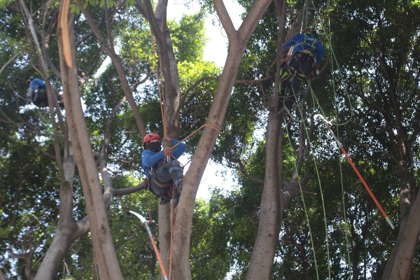 rescate de arboles