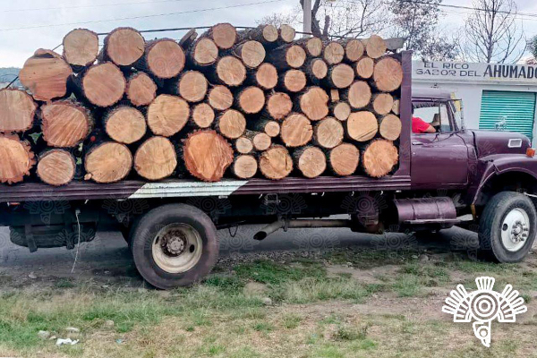 Capturan a taladores con más de 50 troncos de madera en San Salvador El Verde