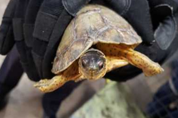Más de 260 tortugas son rescatadas tras volcadura en la Amozoc-Perote