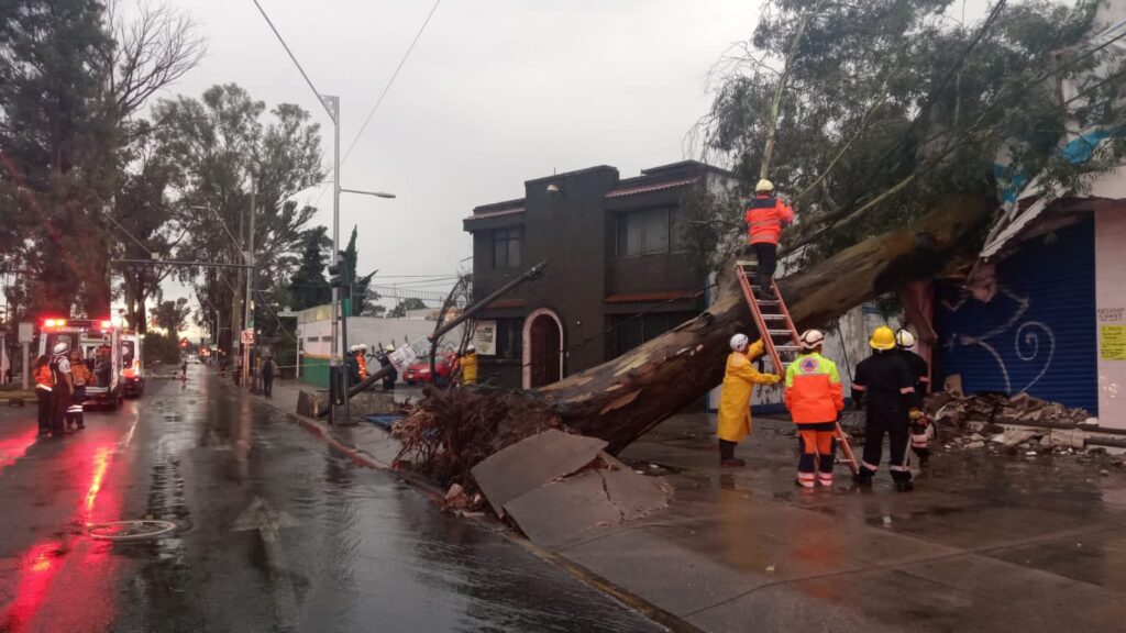 Lluvia derribó un árbol en la colonia 10 de Mayo