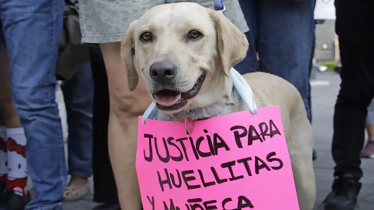 Hay 35 denuncias penales por maltrato animal en Puebla: IBA