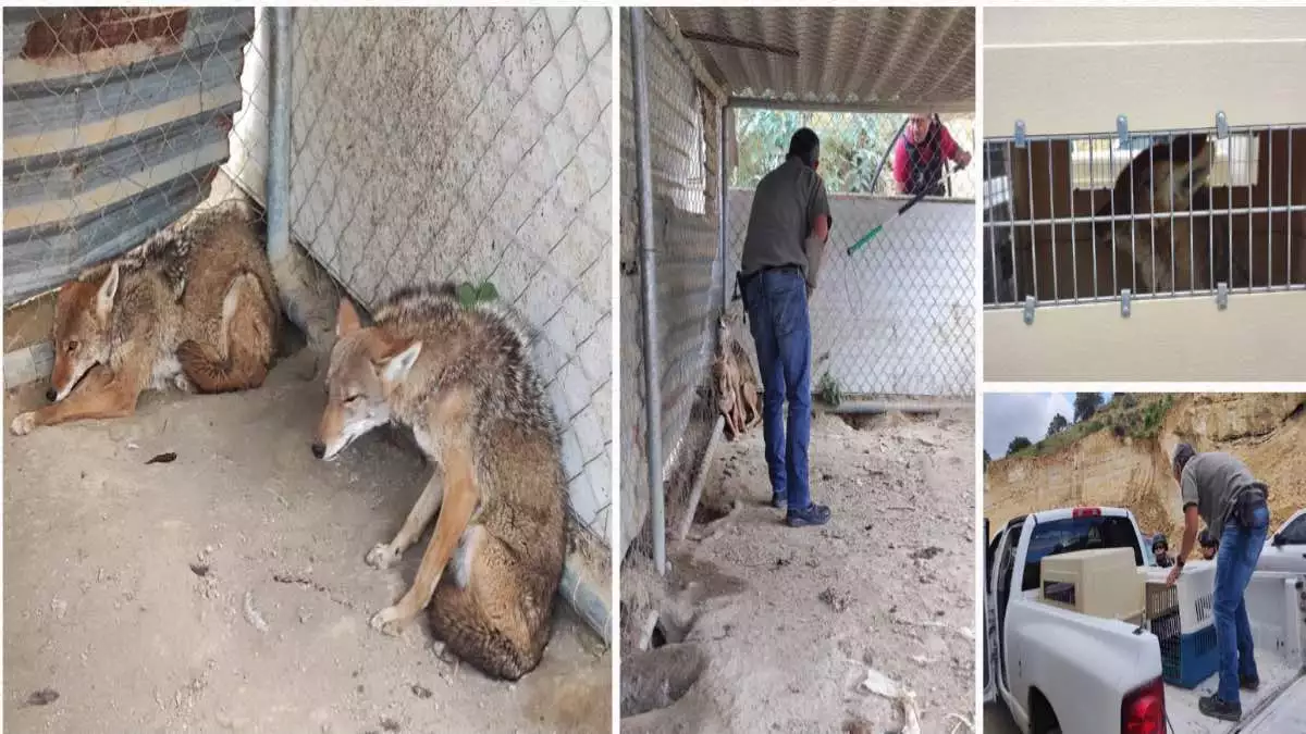 Vendedores de droga detenidos en Tlachichuca tenían coyotes de mascotas