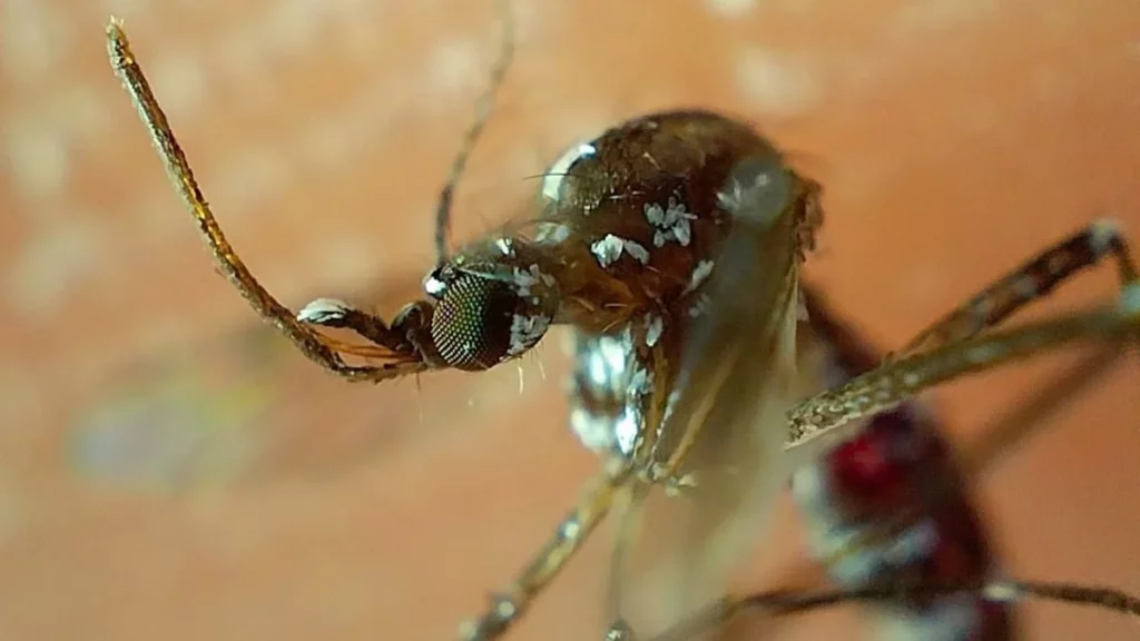 Puebla reporta 678 casos activos de dengue