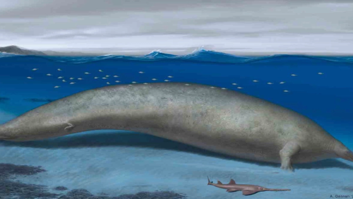 Hallan fósil de enorme mamífero que habitó mares de Perú