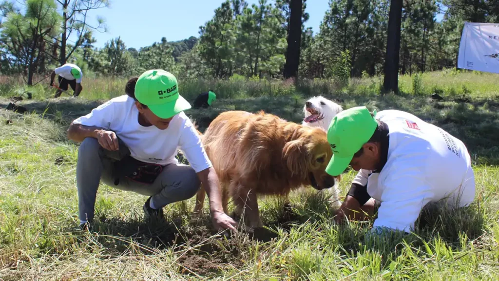 Reforestarán zona Izta-Popo con más de 440 mil plantas