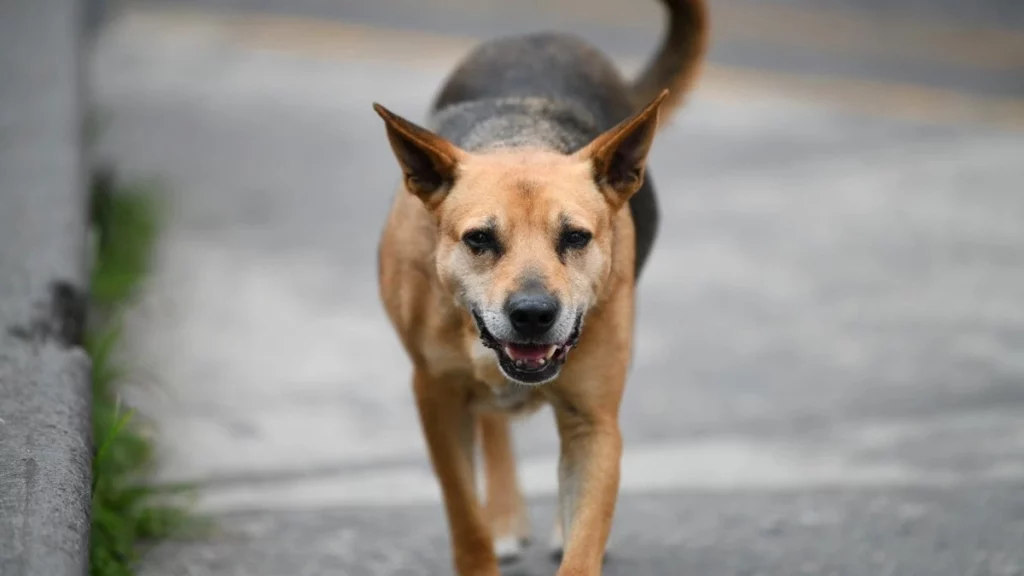 Centros de bienestar animal serán obligatorios en municipios: Céspedes