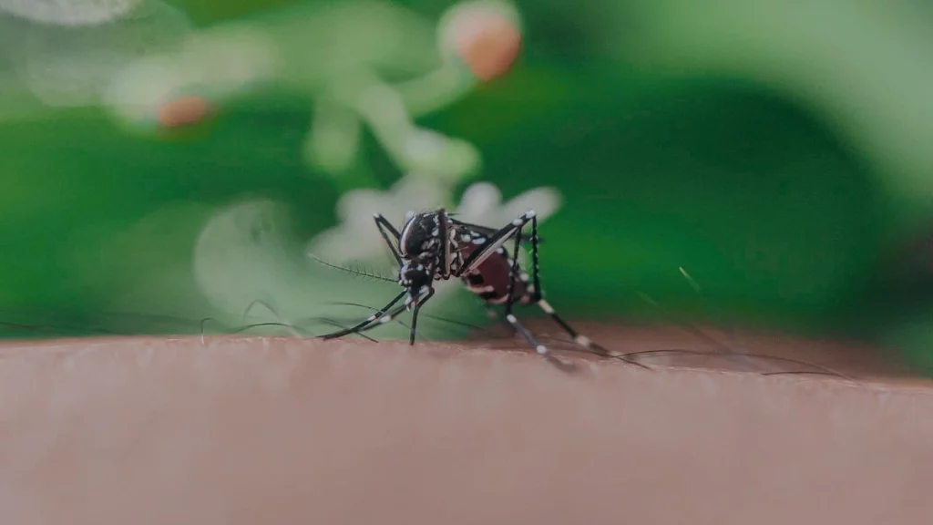 Dengue en Puebla: mil 208 casos; 10 en las últimas 24 horas