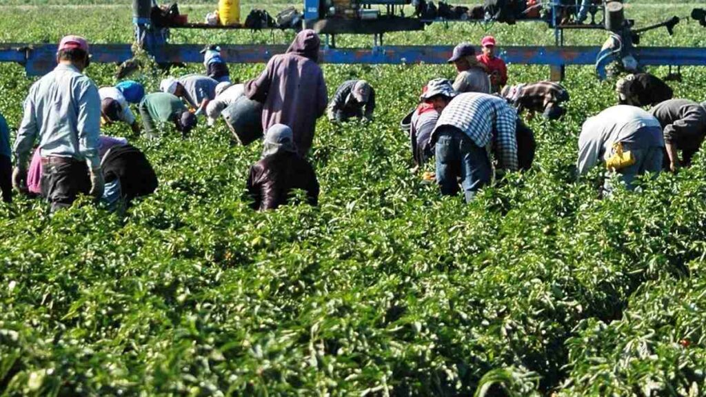 Lanza EU sitio web de información laboral para migrantes jornaleros