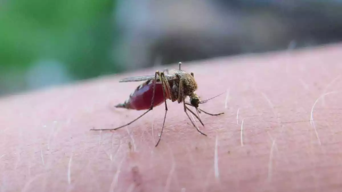 Hay mil 274 casos de dengue en Puebla