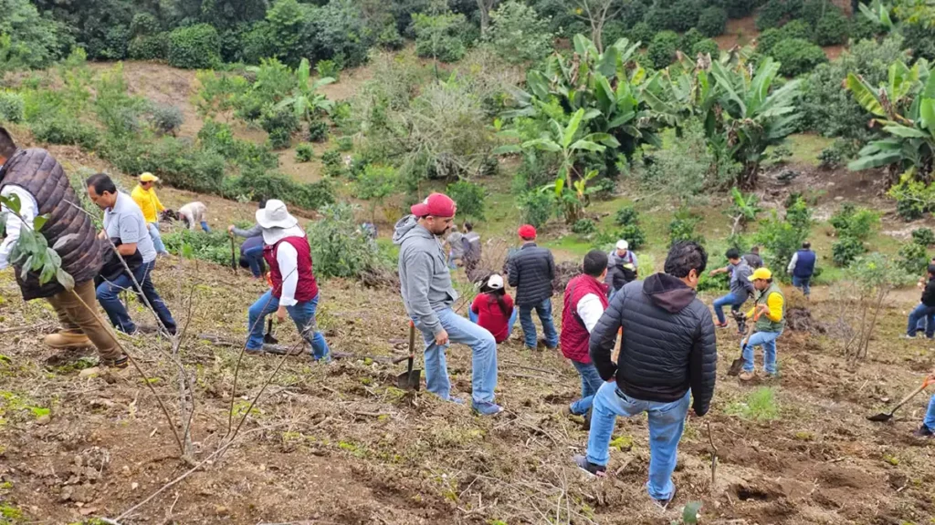 Puebla suma más de 2 millones de árboles plantados en 2023