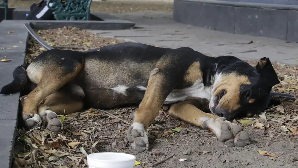 En dos años, 600 denuncias por maltrato animal en Puebla capital