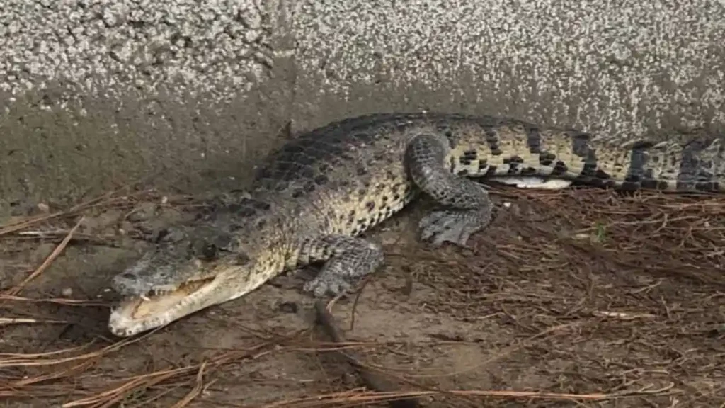 Hallan un cocodrilo en un preescolar de San Salvador Chachapa