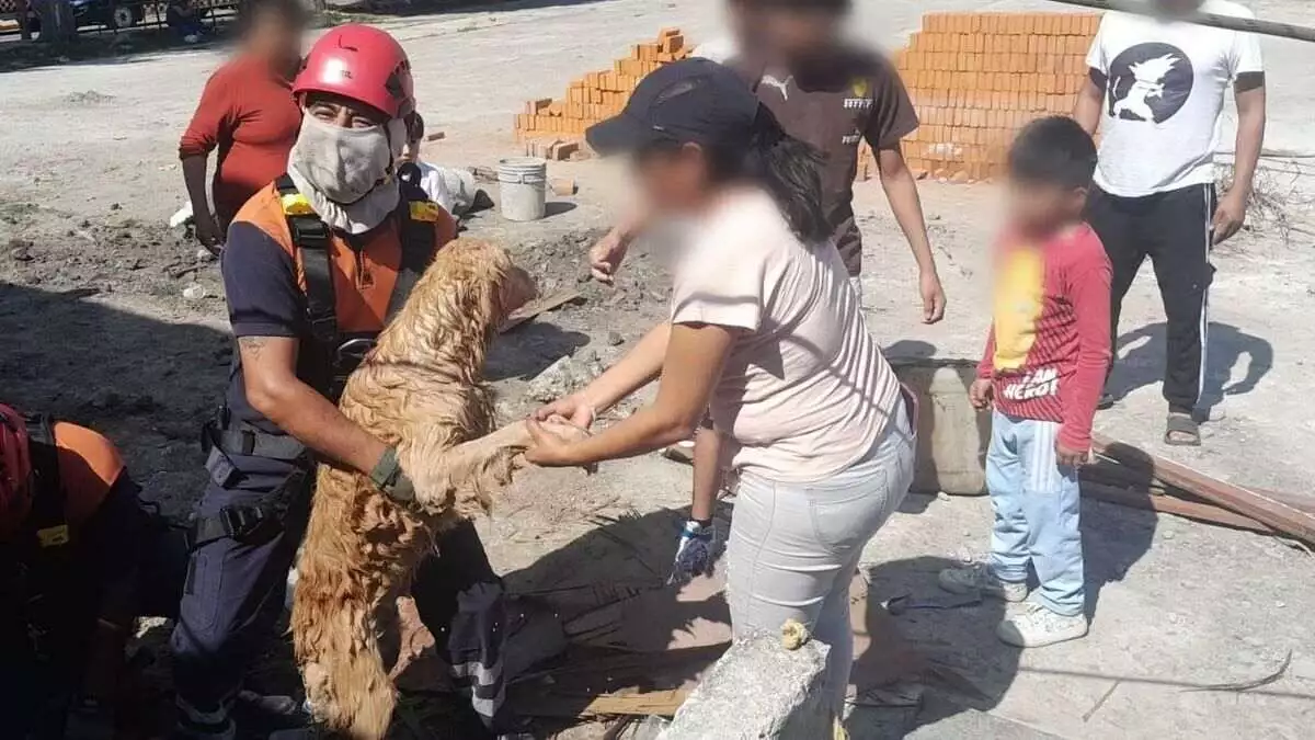 Rescatan a dos perros que cayeron a un pozo de 18 metros de profundidad en San Andrés Cholula