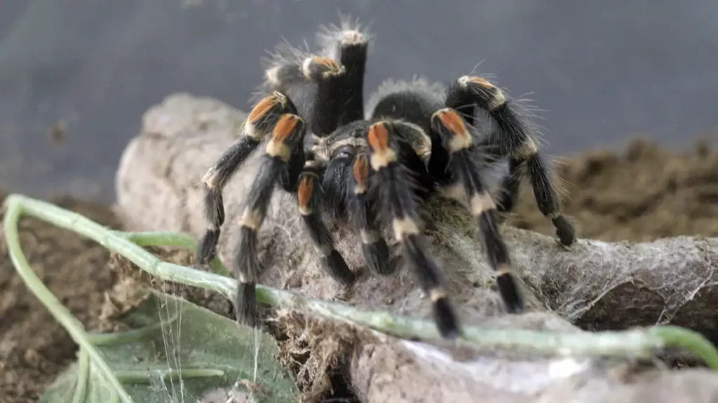 Detienen a sujeto con 80 tortugas, 59 iguanas, boa y tarántula en Puebla