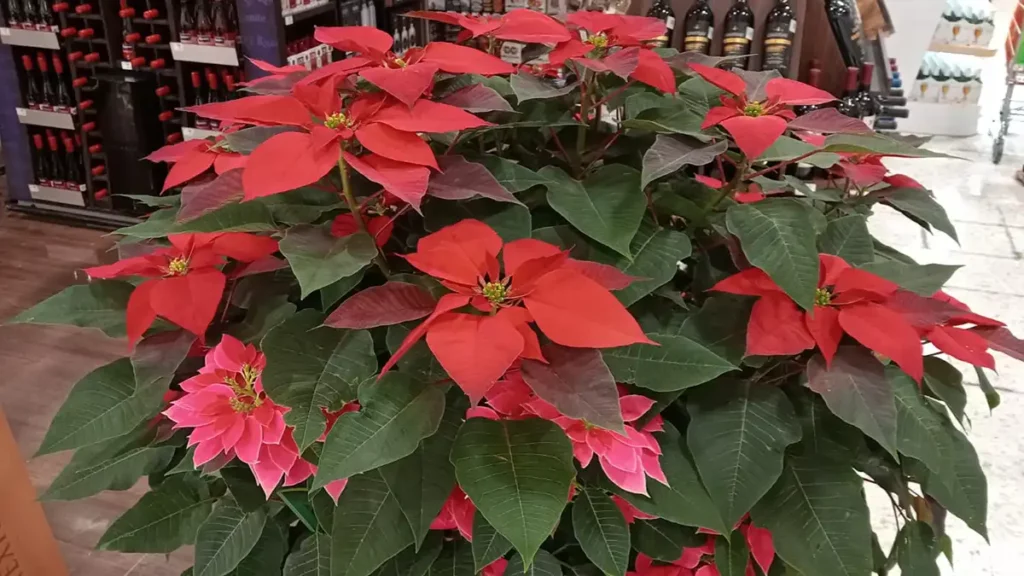 Flor de nochebuena de Puebla ya se vende en las tiendas Chedraui