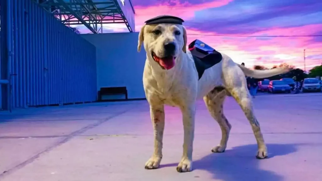 Matan a perro vigilante en la Universidad Tecnológica de Tehuacán