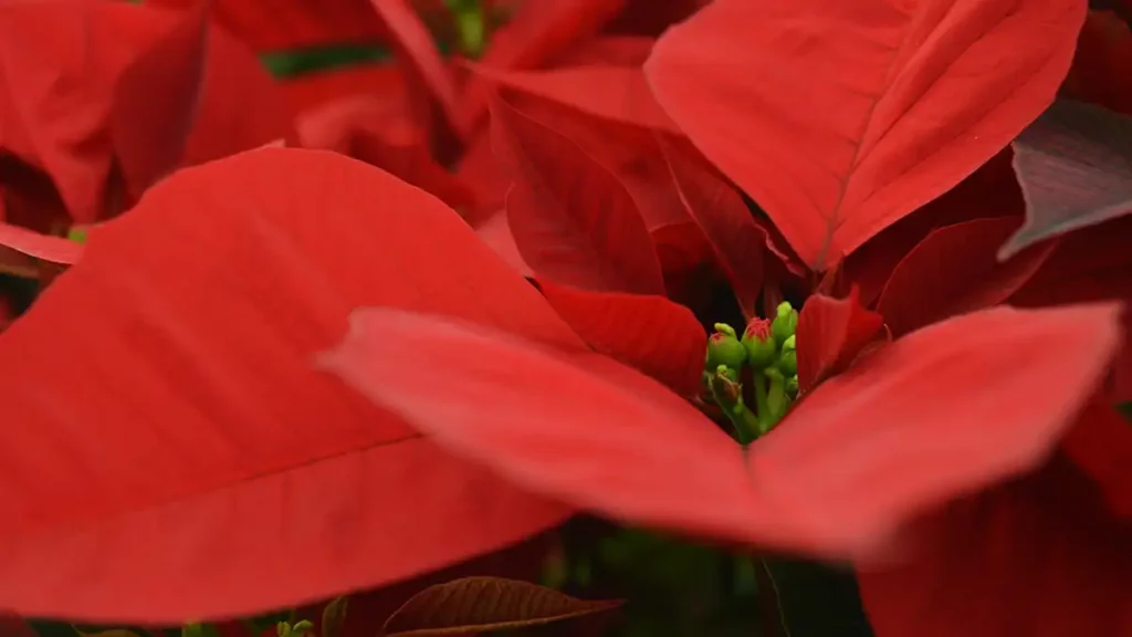 Puebla, tercero nacional en producción de flor de nochebuena