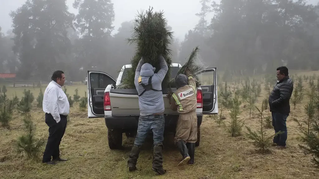 Lleva tu árbol de Navidad a Africam Safari y gana pase 2 x 1