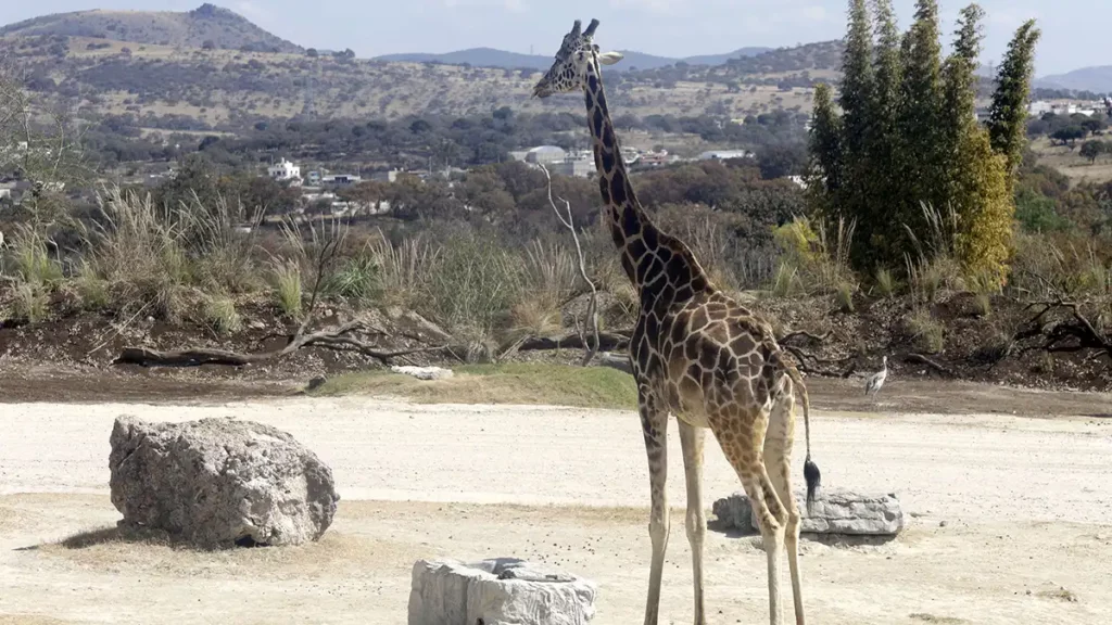 Jirafa Benito, solo un caso más de maltrato animal y omisión gubernamental en México