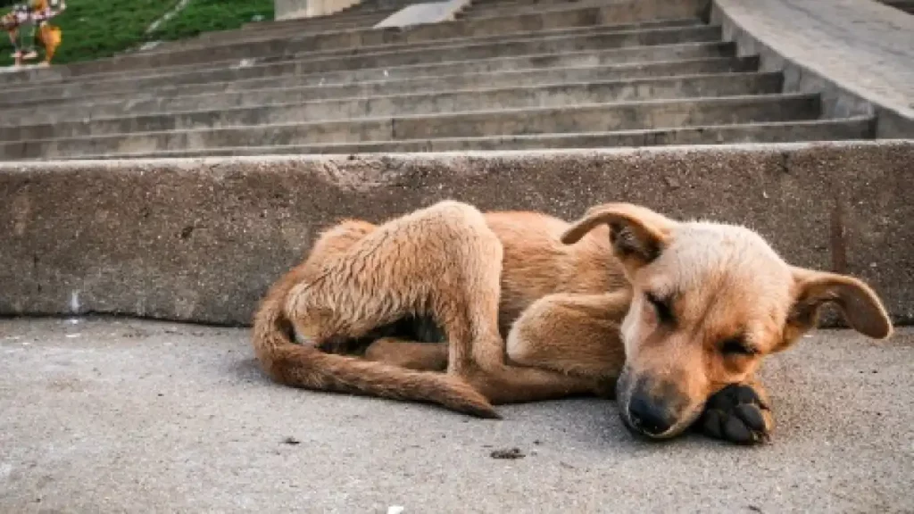 Denuncias penales por maltrato animal aumentaron 44% en Puebla