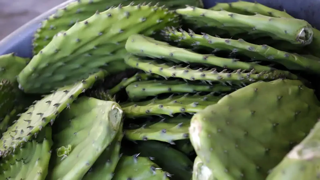 Puebla exporta nopal deshidratado a Texas, Estados Unidos