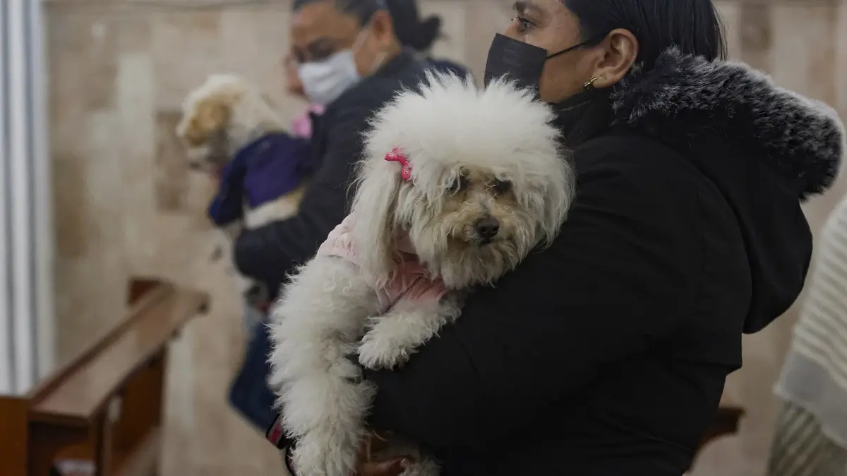 Mascotas reciben bendición por celebración de San Antonio Abad