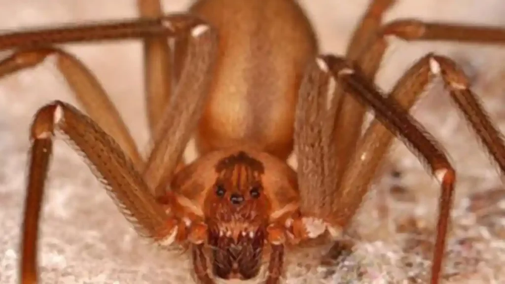 A la araña violinista le gusta esconderse en grietas y luares oscuros.