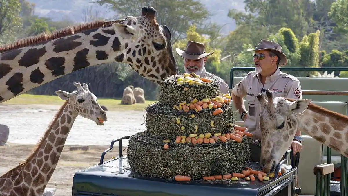 Benito se integra a manada de jirafas en Africam Safari en Puebla