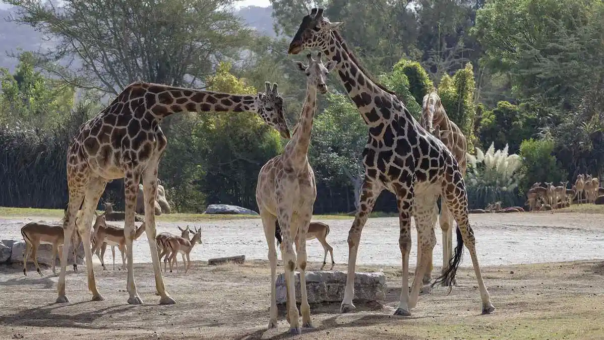 Benito se integra a manada de jirafas en Africam Safari en Puebla