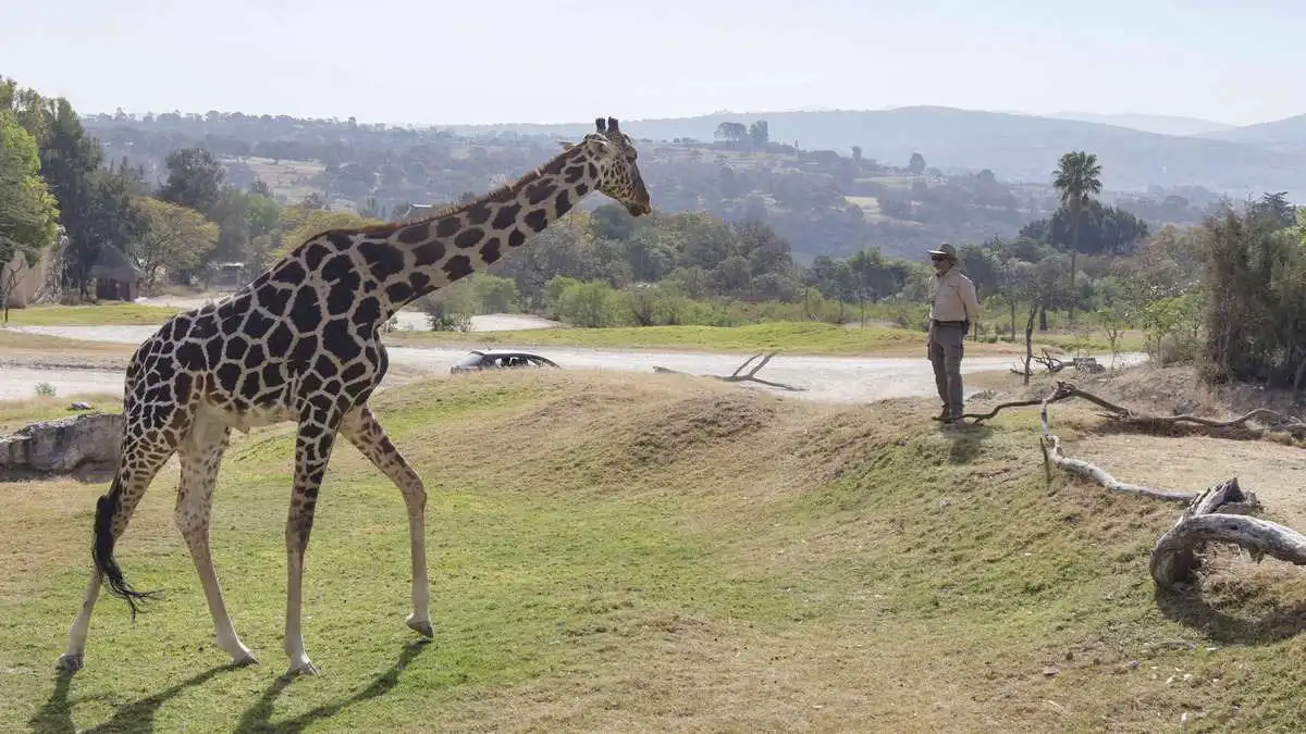 Benito se integra a manada de jirafas en Africam Safari en Puebla