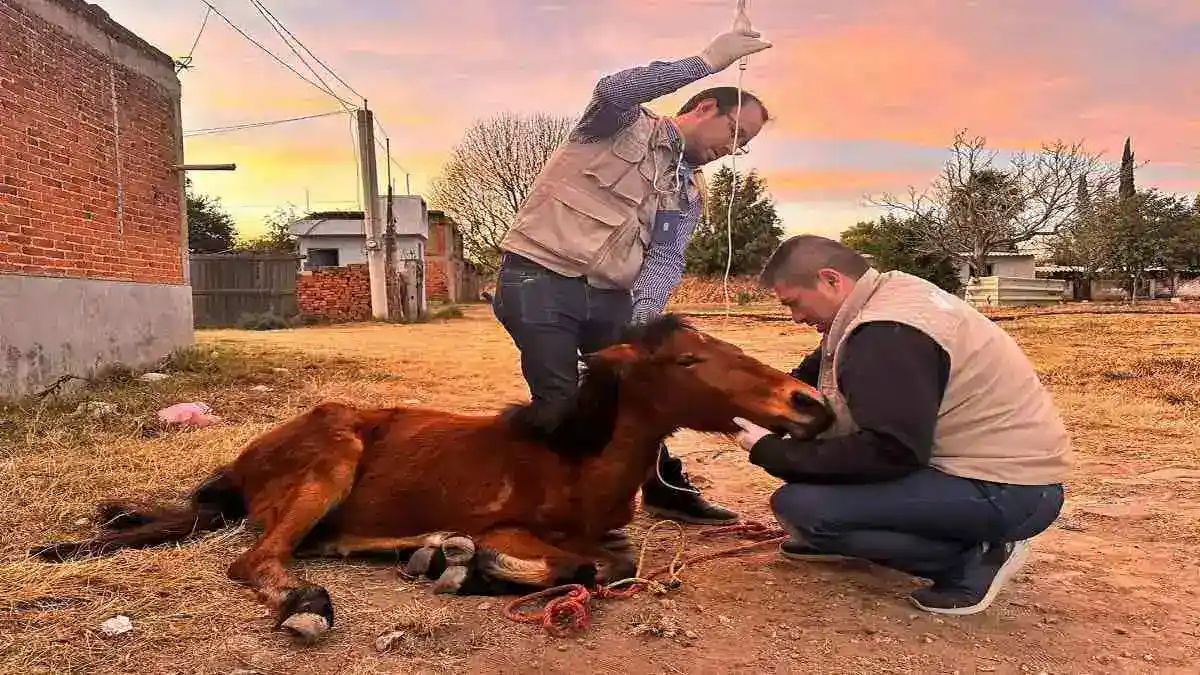 Rescatan a caballo por maltrato animal en Mihuacán, Coronango