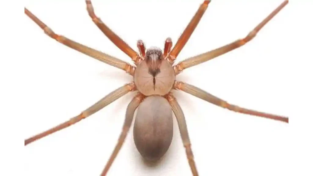 El veneno de una araña de los rincones es 10 veces más potente que una quemadura con ácido sulfúrico.