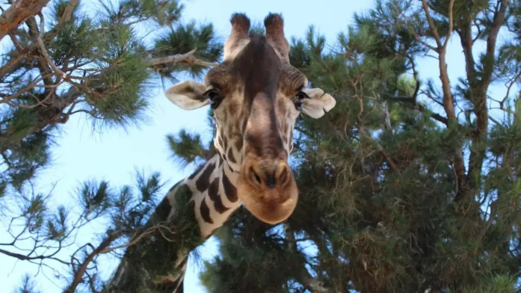 Jirafa "Benito" llegará a Africam Safari