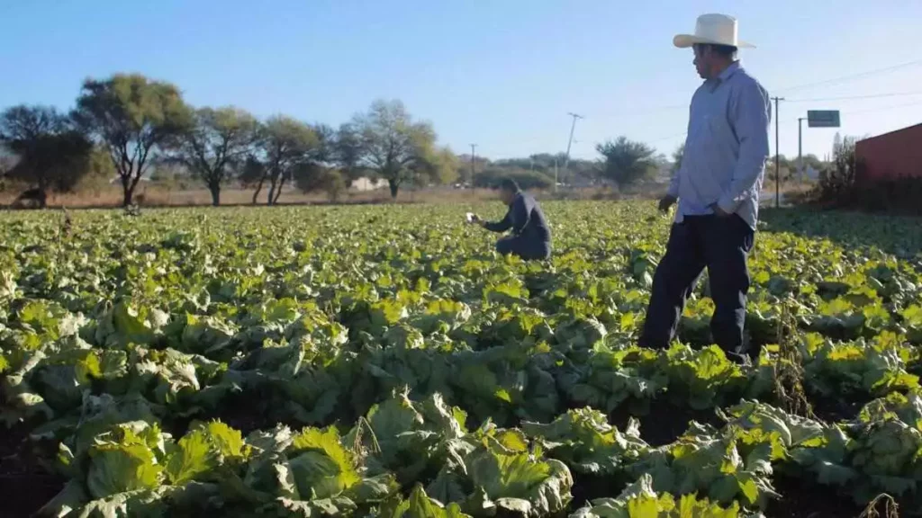 Habilitan ventanillas en delegaciones SDR Puebla para programas del campo