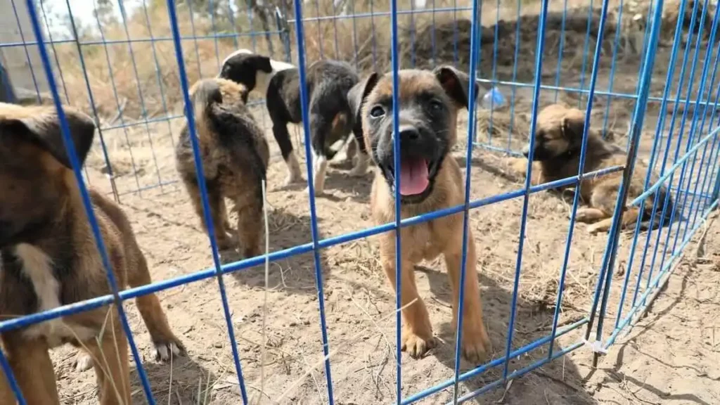 Avanza construcción de estancia de bienestar animal en Amalucan