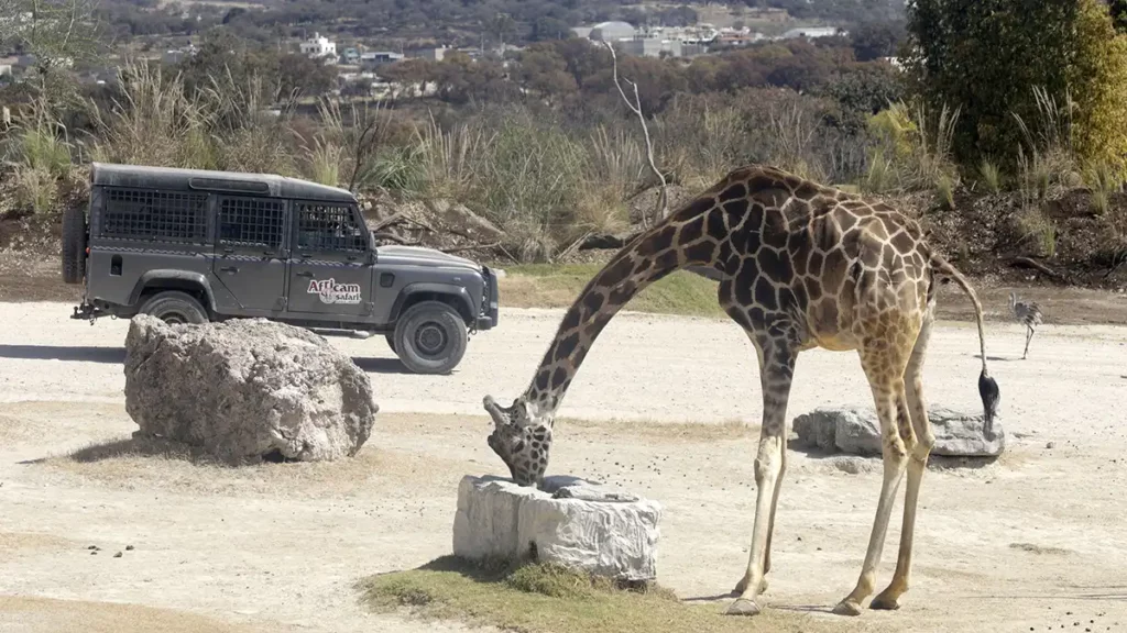 Jirafa Benito dispara llegada de turistas a Puebla