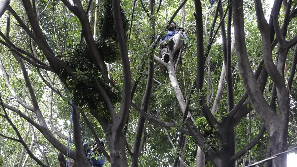 Puebla capital, sede del Campeonato Mexicano de Trepa de Árboles