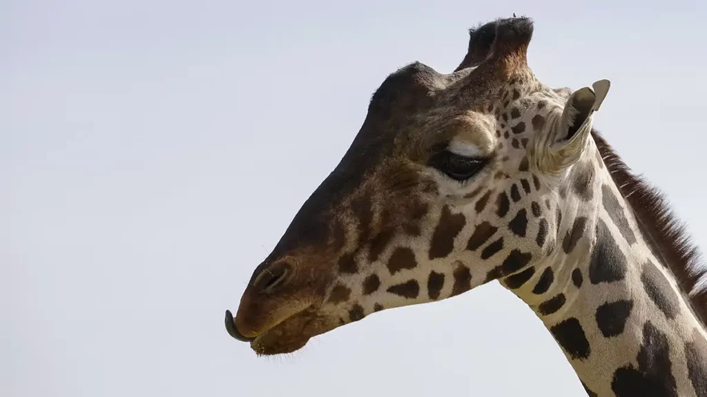 Por el bienestar animal en Puebla