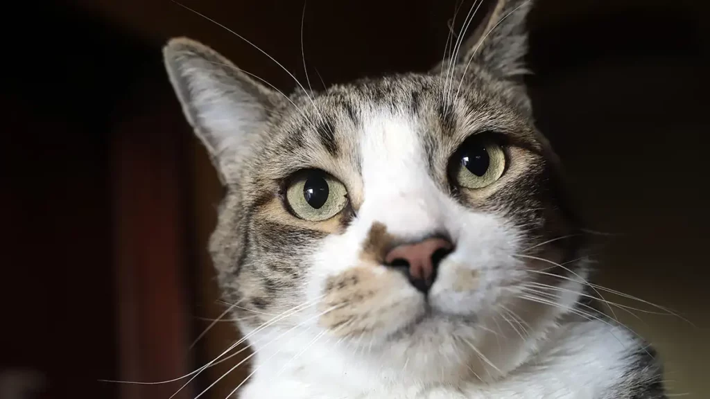 ¿Cuándo se celebra el Día del Gato y por qué?