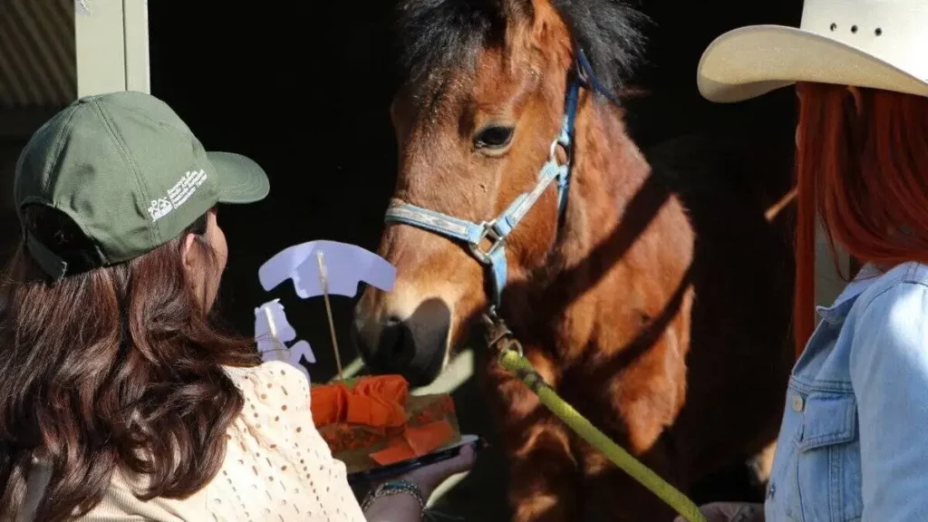 Regresa a Puebla "Mila", potranca maltratada, tras ser atendida en la UNAM