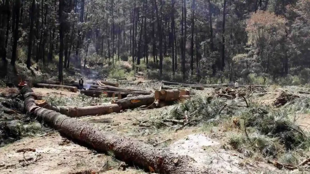 Talamontes matan a tres guardabosques en Puebla