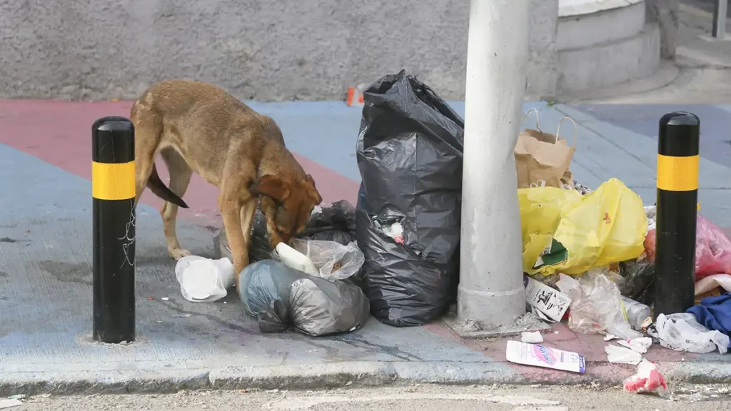 Aplican dos multas diarias por tirar basura en horario prohibido