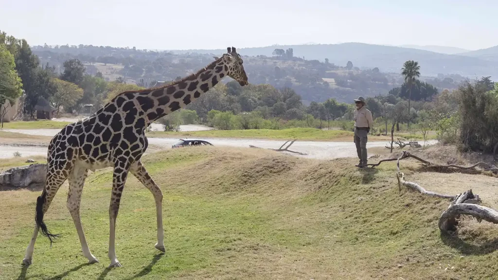 Benito sigue siendo solitario y se aburre; así ha sido su adaptación en Africam Safari