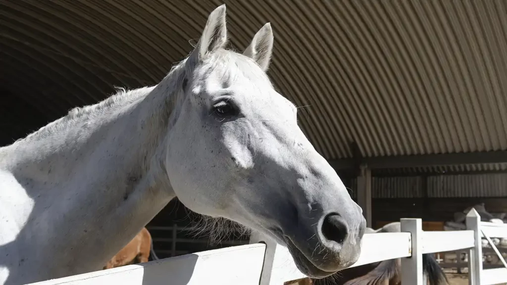 Equinos de Elena Larrea permanecerán en Cuacolandia