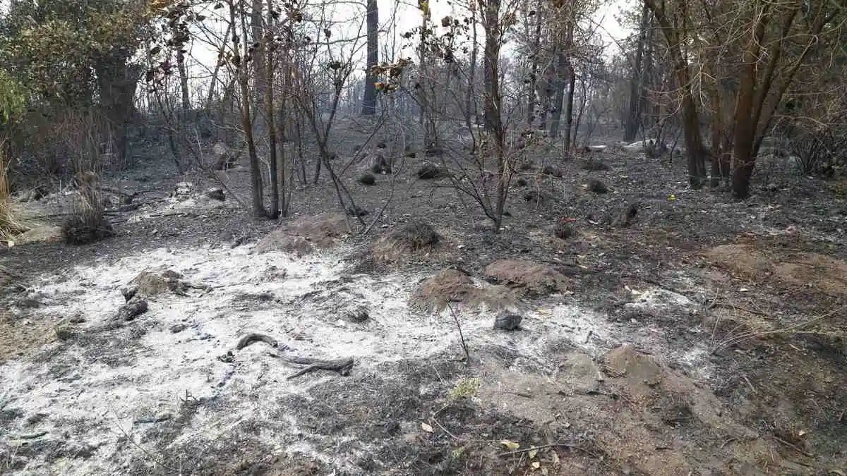 Llegan a acuerdo con pobladores afectados por la autopista Cuapiaxtla-Cuacnopalan Reportan controlado un incendio forestal en Nicolás Bravo, Puebla