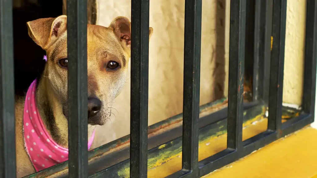 Han sido rescatados 200 animales víctimas de maltrato en Puebla capital