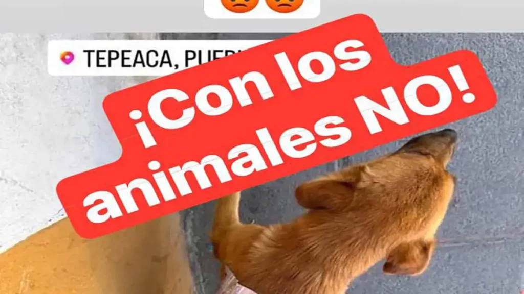 Pegan propaganda política en perrito; Armenta condena maltrato animal