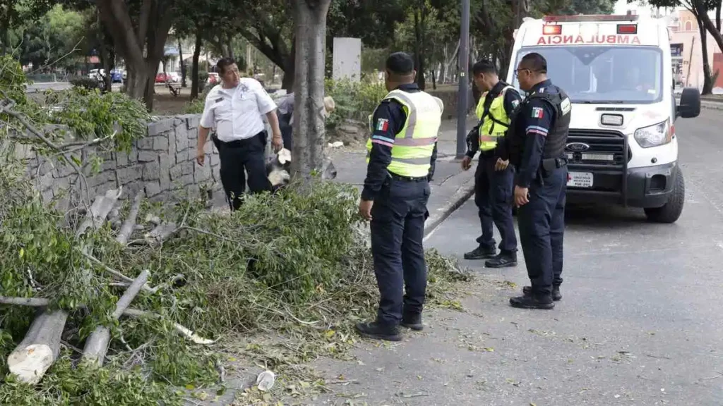 Vientos derribaron árbol y causó daños a vehículos en el Bulevar 5 de Mayo